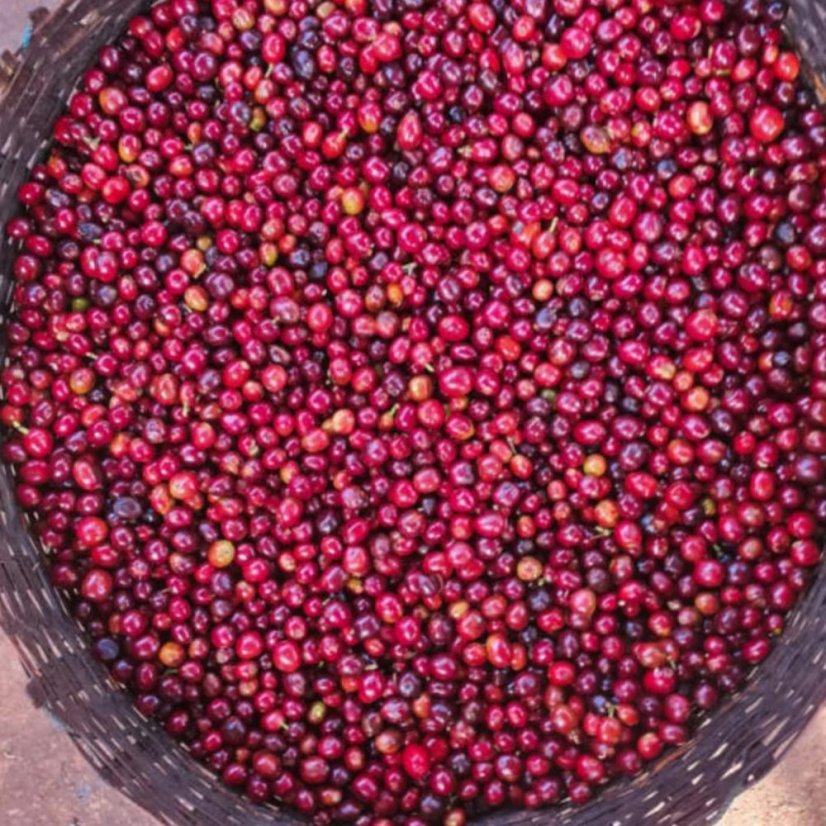 The Barn – Etiópia Kayon Mountain Summer Coffee Washed, káva na filter 250 g