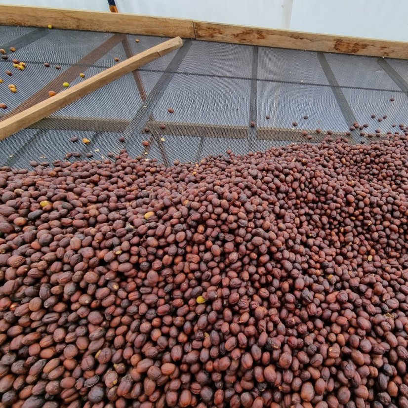 Heresy - Peru Edinson Estela Natural na filter 252 g