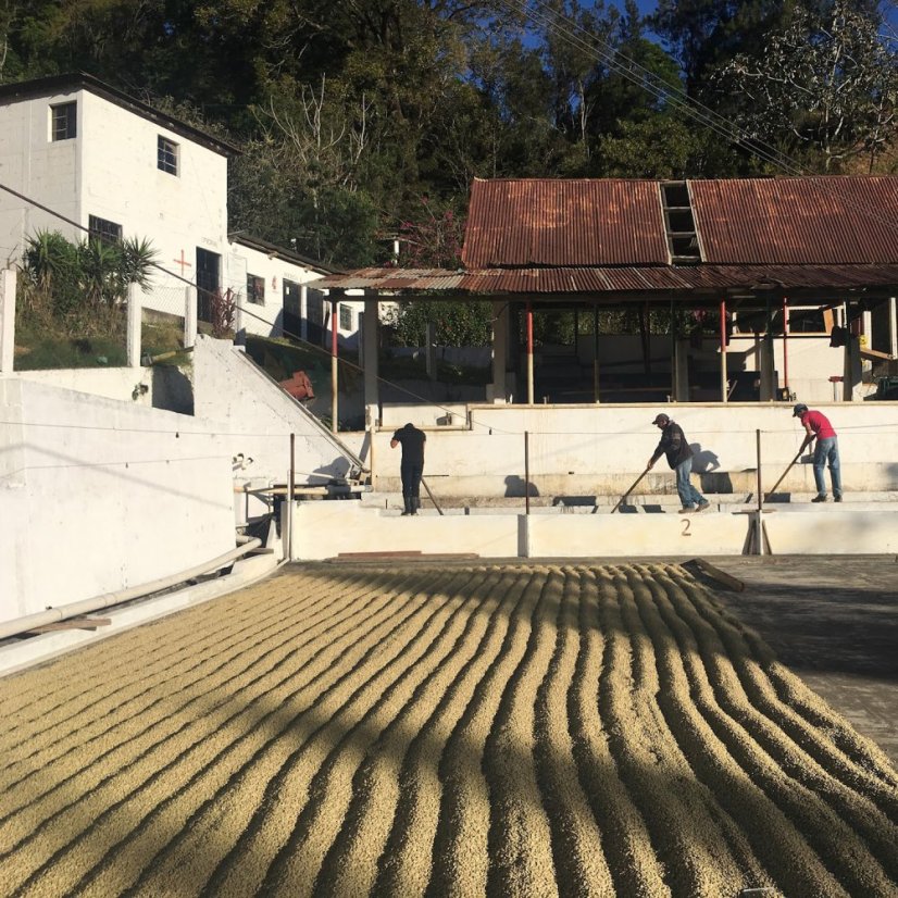 Heresy – Guatemala La Soledad Pacamara Washed, káva na filter 252 g